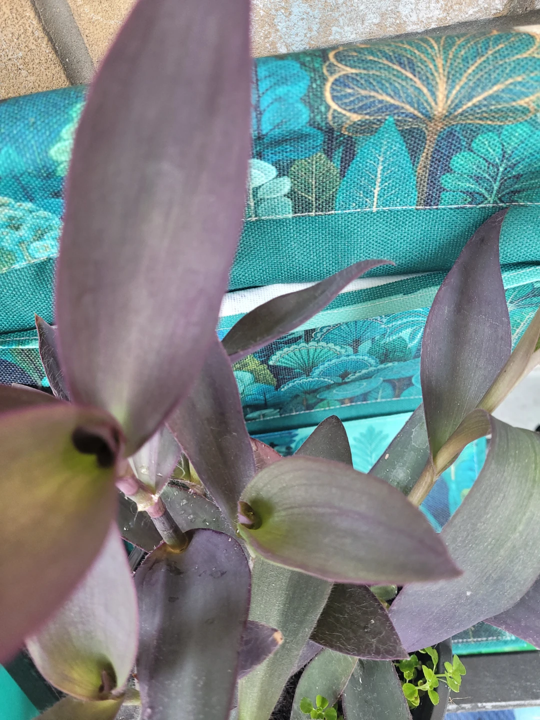 Purple Heart Plant - photo 4