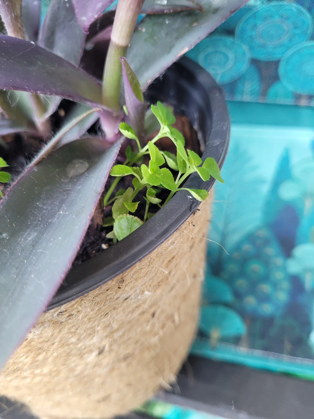 Purple Heart Plant - photo 5