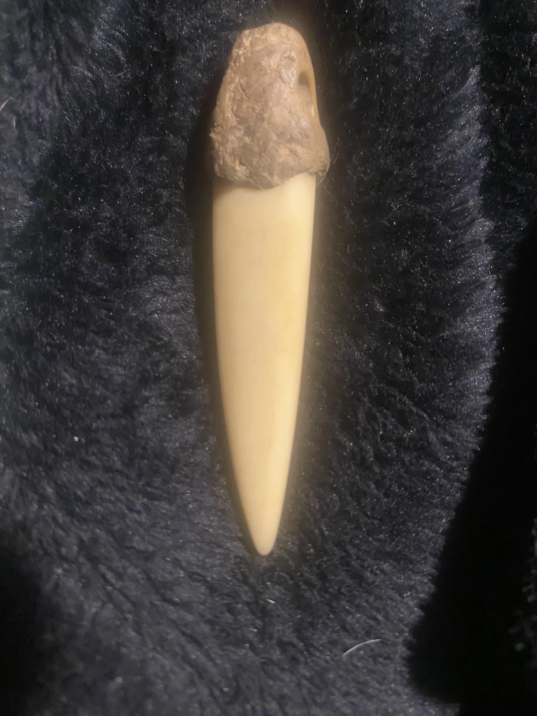 Animal Tooth Pendant with Turquoise and Silver Leaf - photo 2