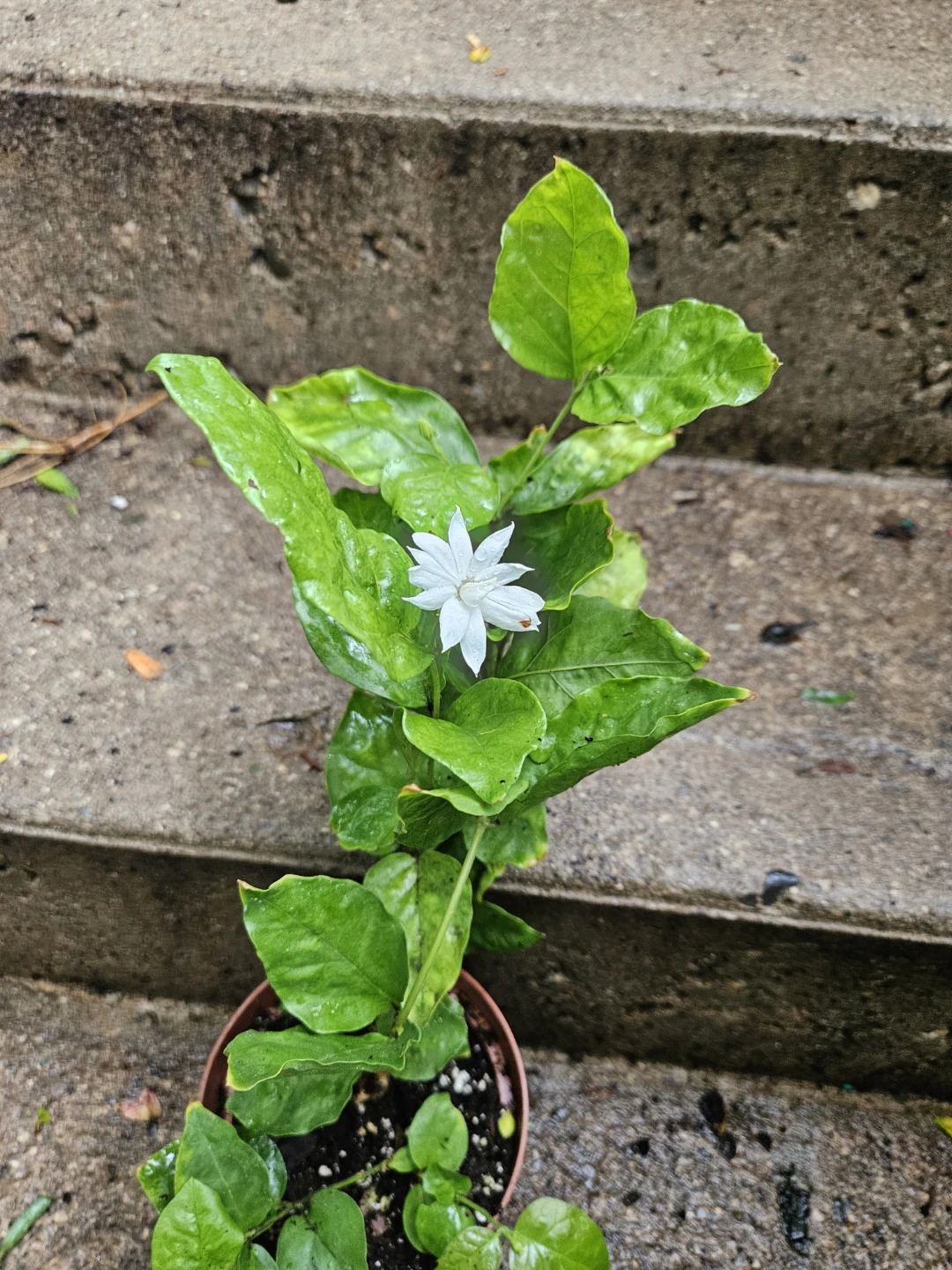 Jasmine Plant in 5" Pot