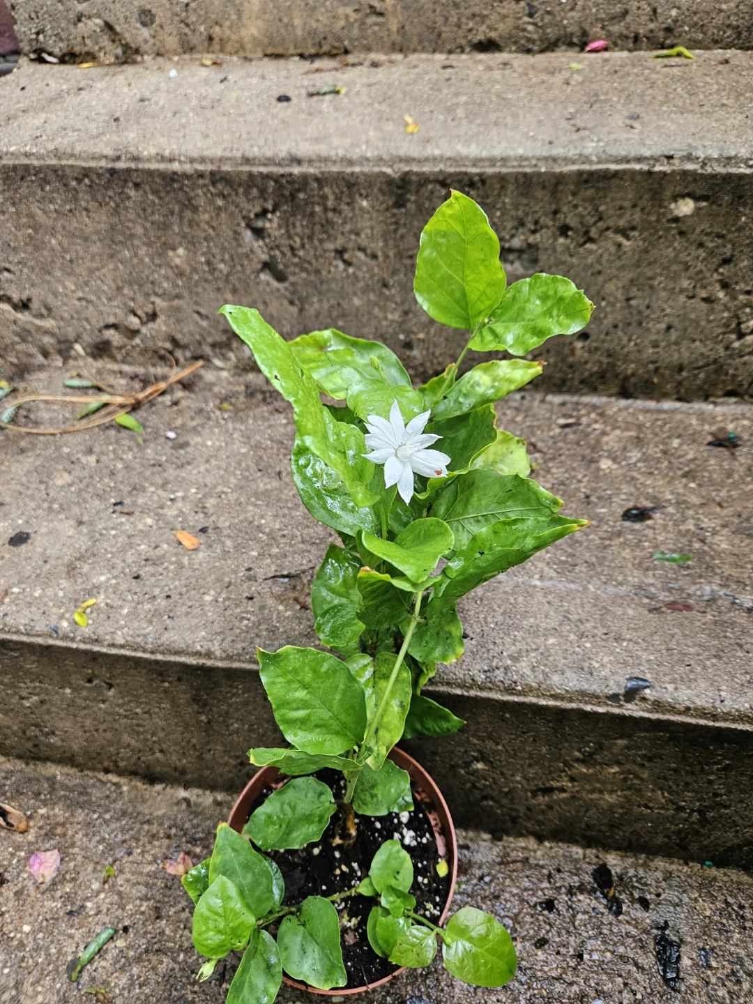 Jasmine Plant in 5" Pot - photo 2