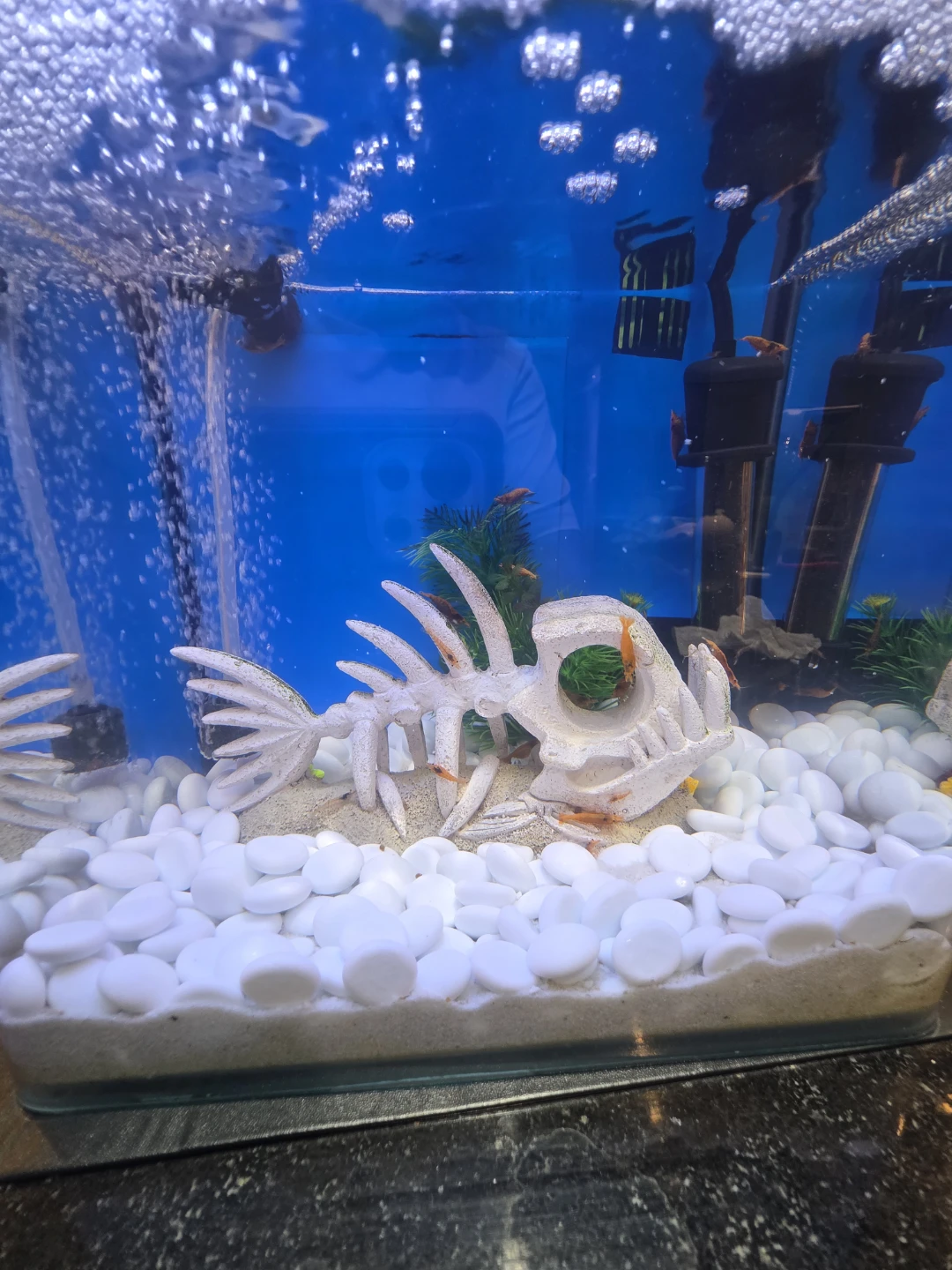 Aquarium tank and Shrimps - photo 2