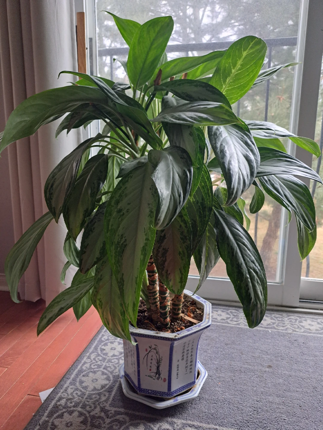 Chinese Evergreen Plant in Decorative Pot