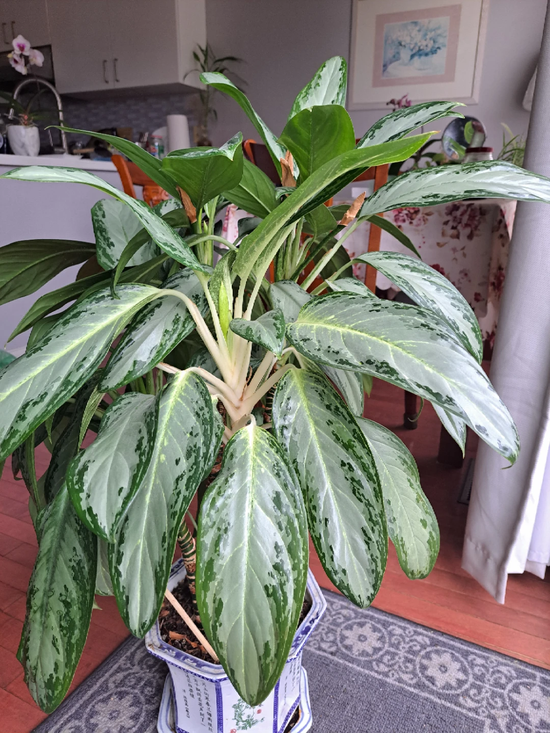 Chinese Evergreen Plant in Decorative Pot - photo 3