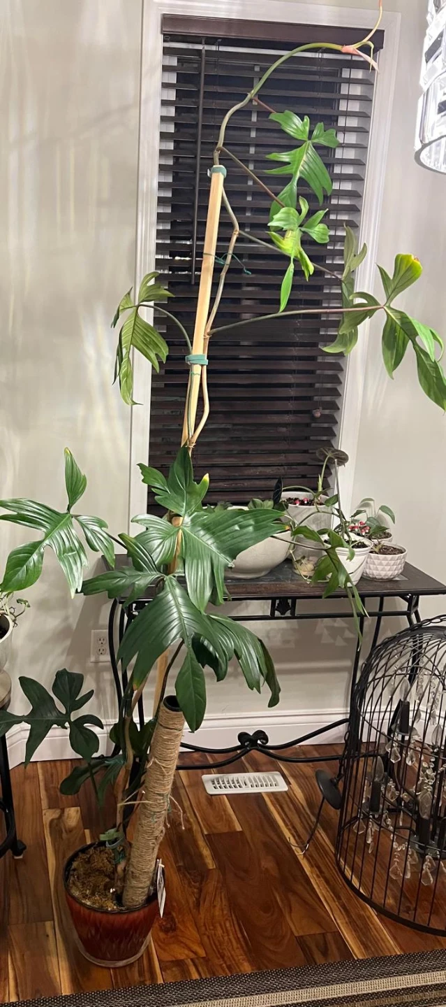Philodendron Florida Green 'Prismacolor' - photo 2