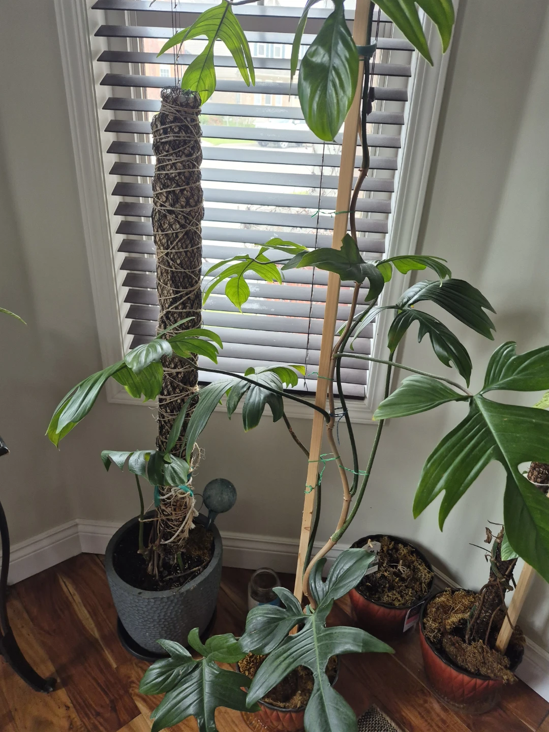 Philodendron Florida Green 'Prismacolor' - photo 3