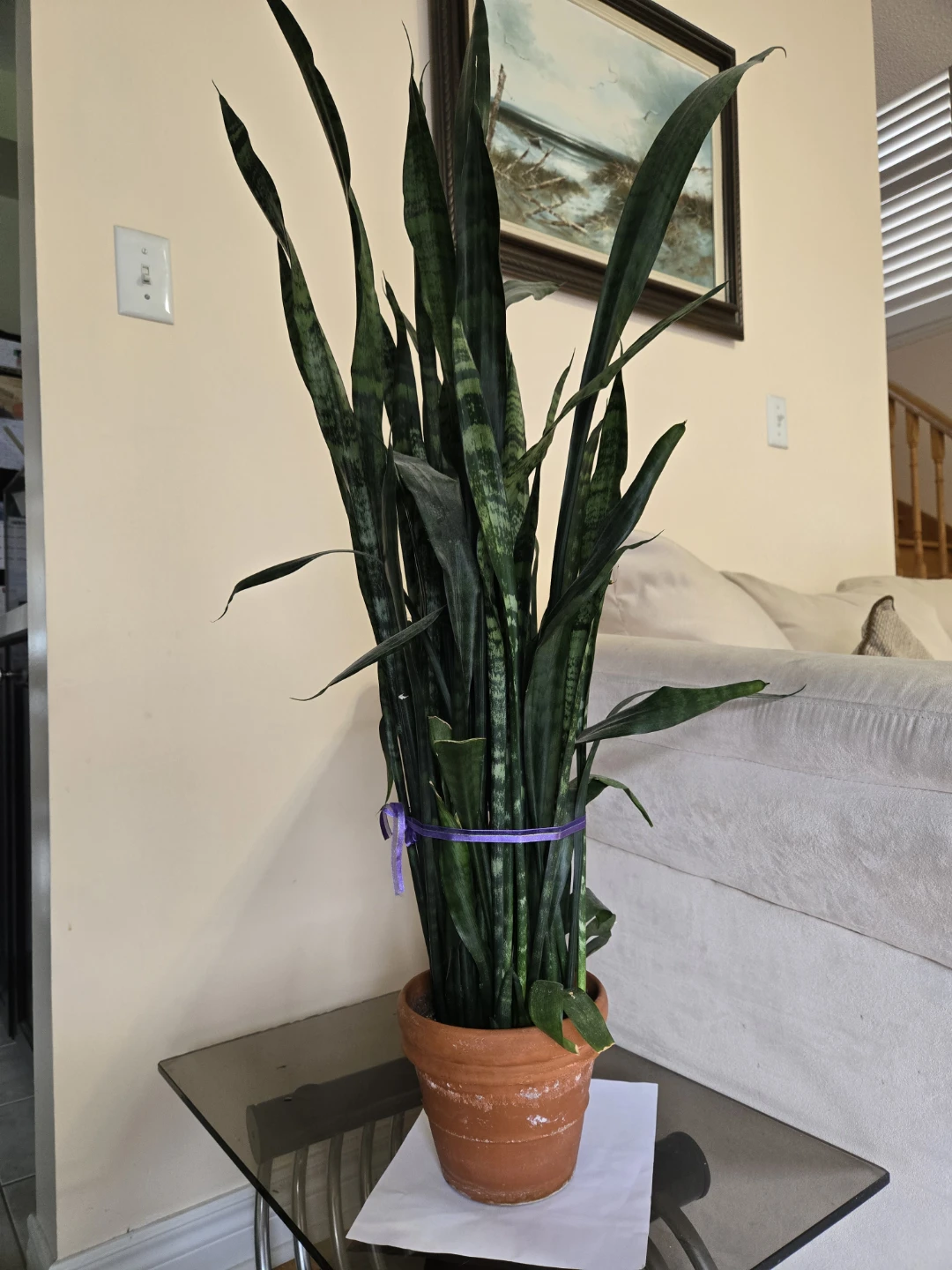 Snake plant - photo 2