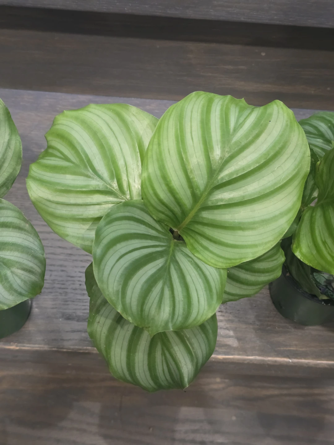 Calathea watermelon