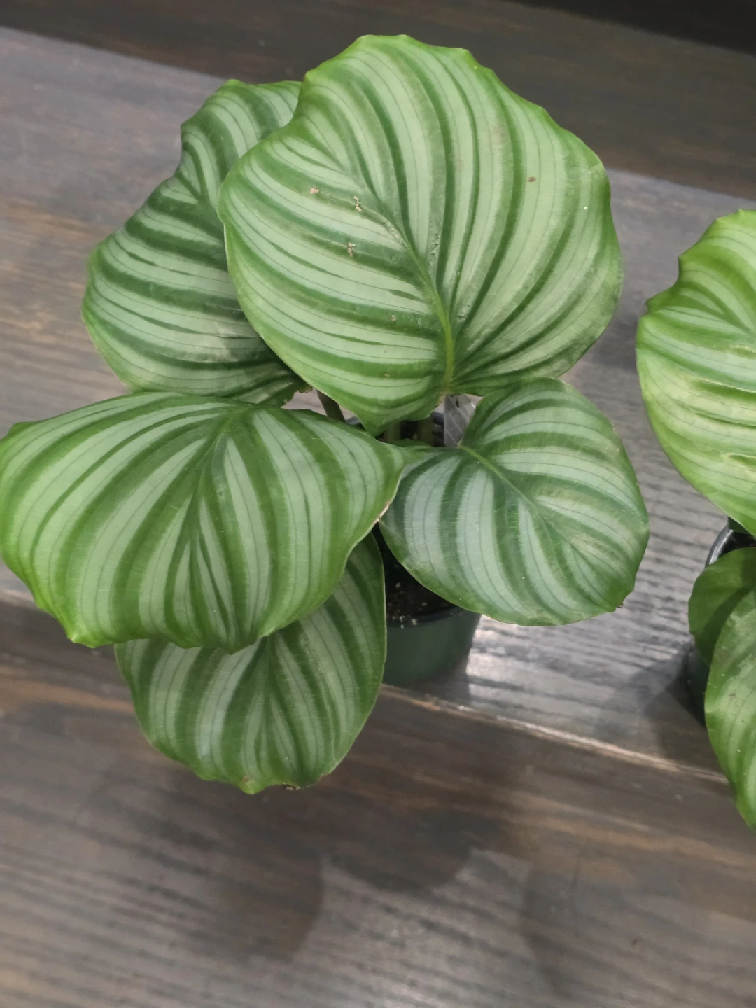 Calathea watermelon - photo 2