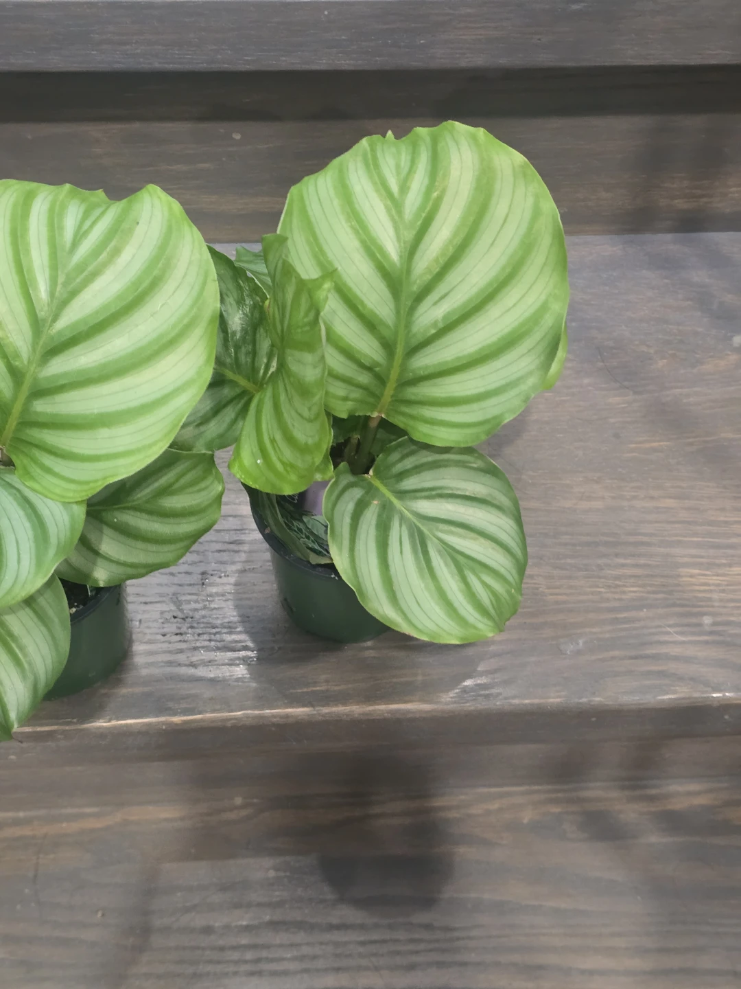 Calathea watermelon - photo 3