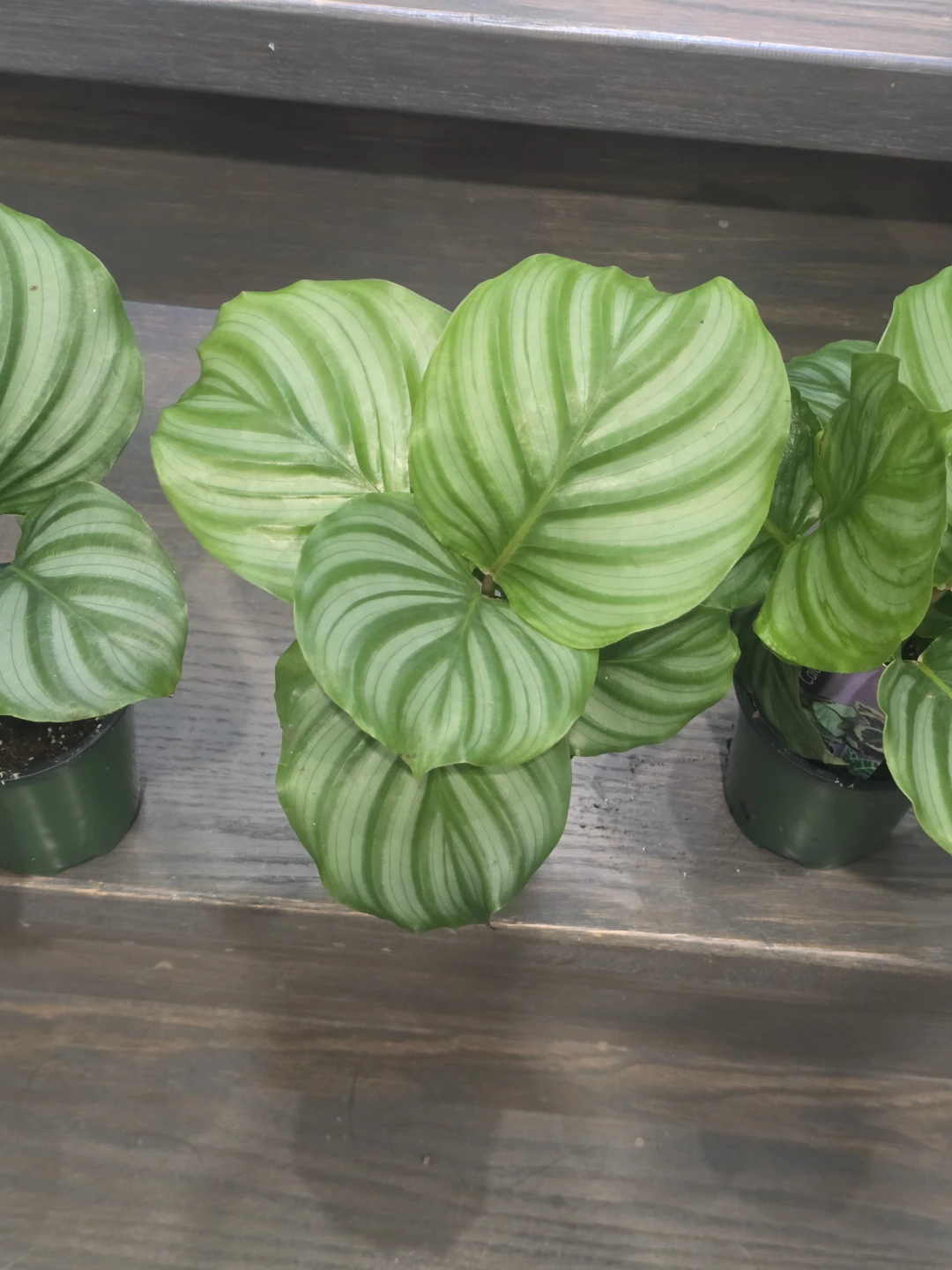 Calathea watermelon - photo 4