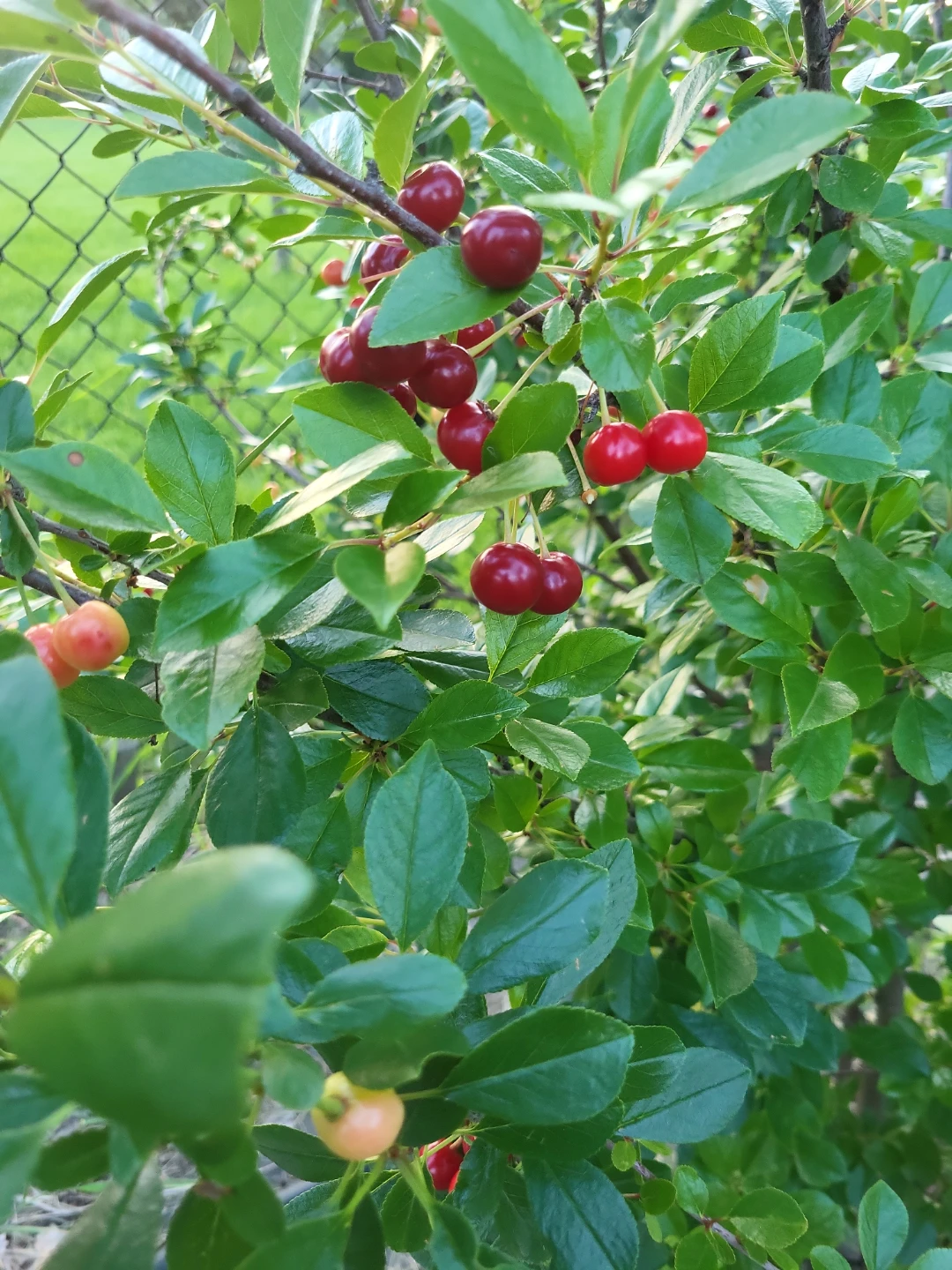 Fresh sour  Cherries on Branch