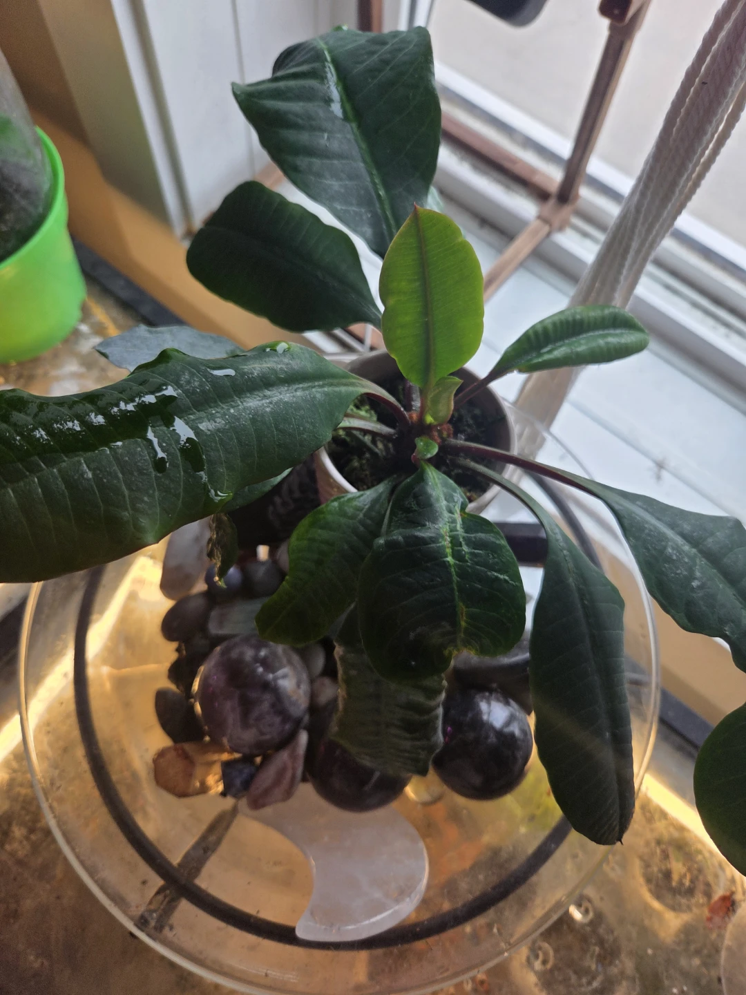 Madagascar jewel plant