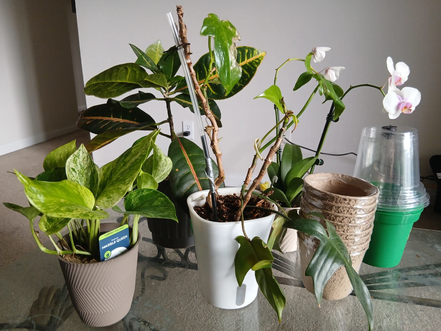 4 Indoor house plants w pots and soil