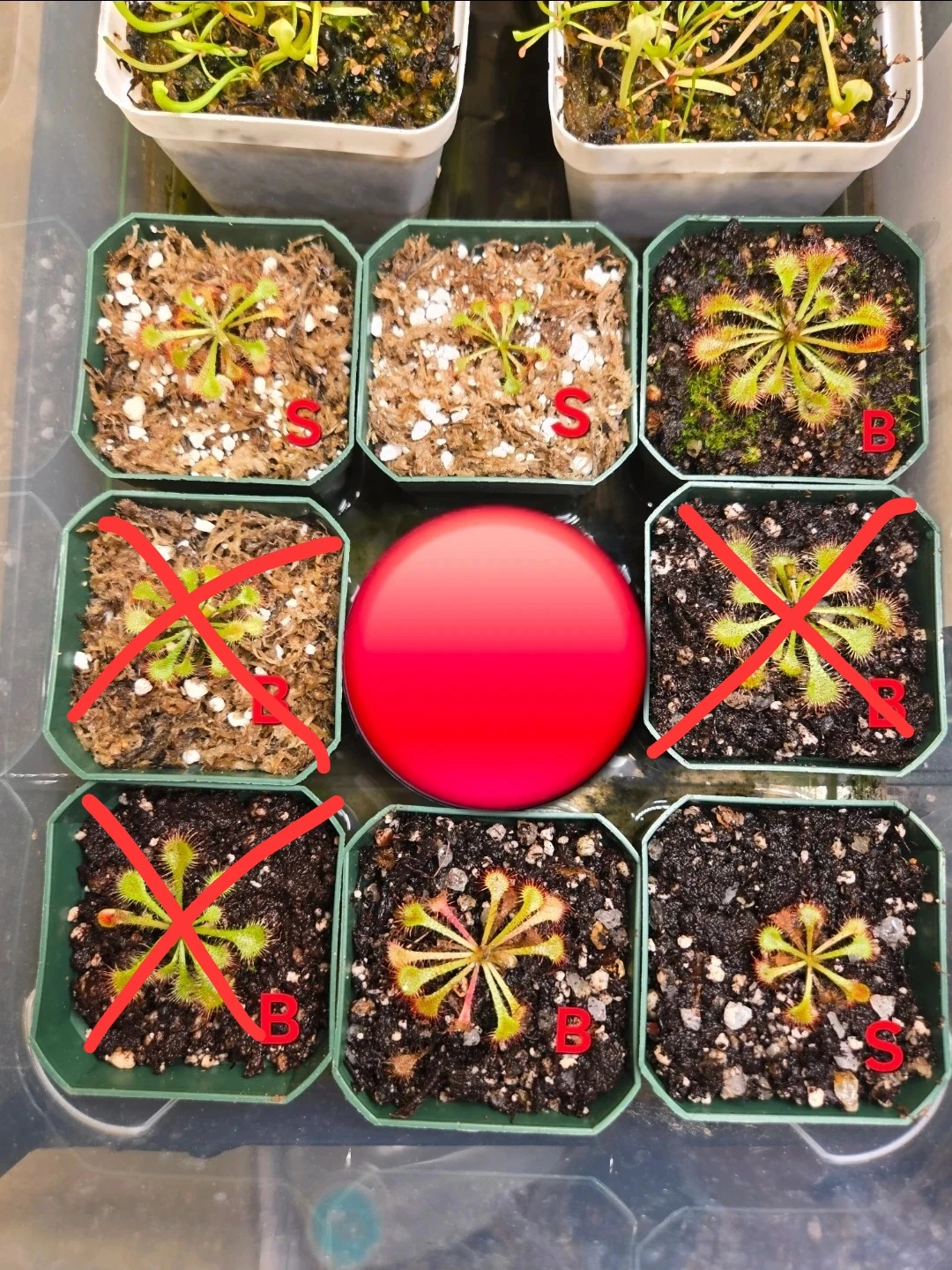 Drosera 'Noid'