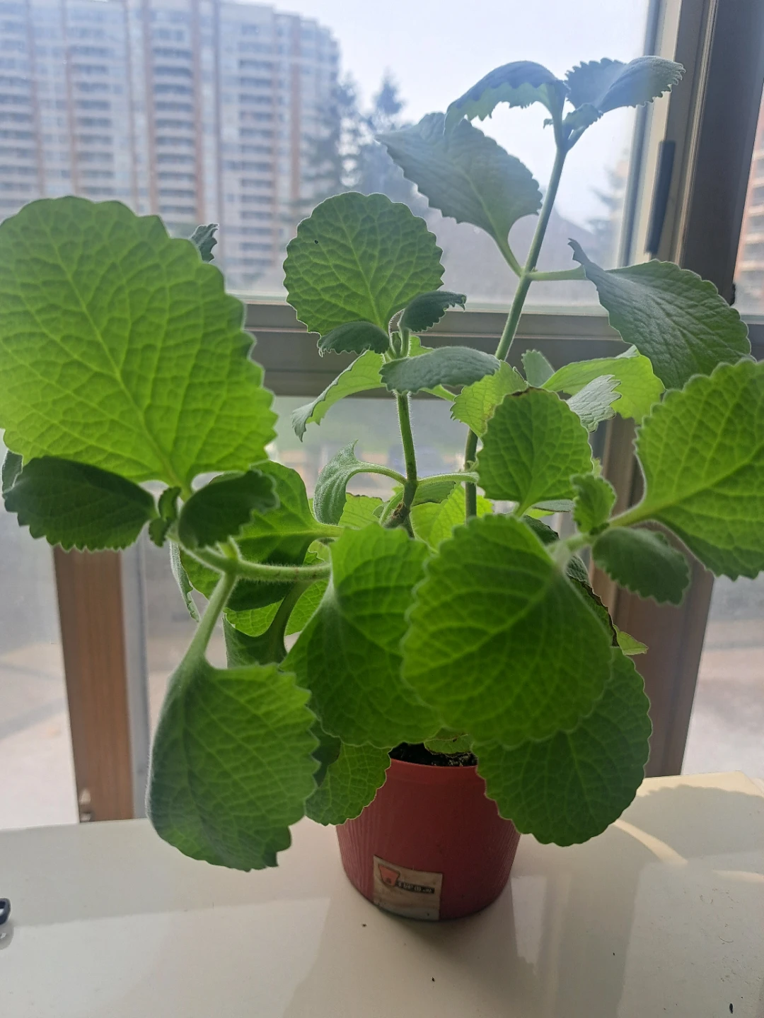 Plectranthus Amboinicus (Cuban Oregano) Plant