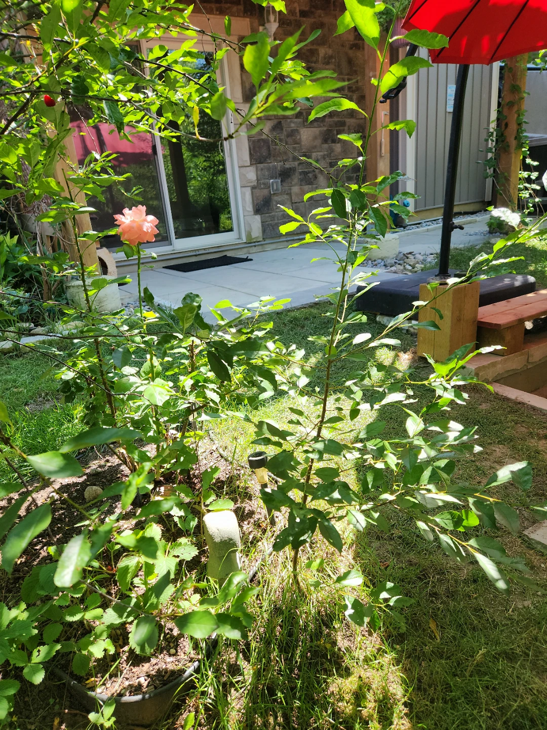Sour cherry tree - photo 5