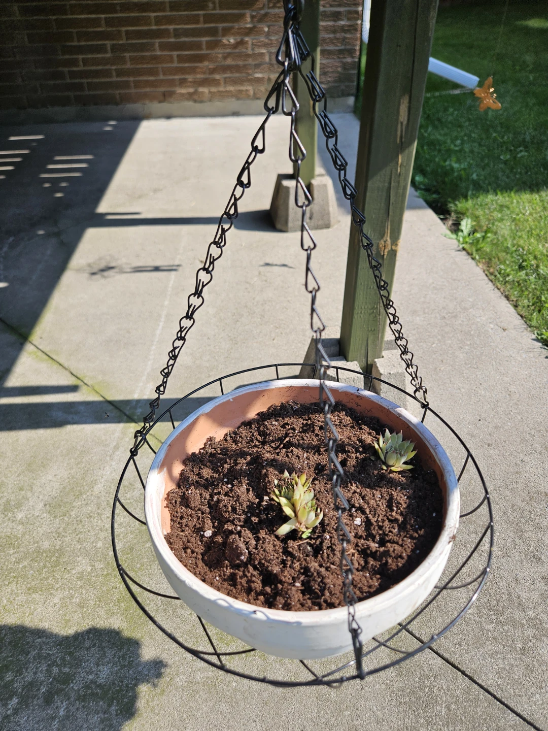 Assorted Decorative Planters with Succulents