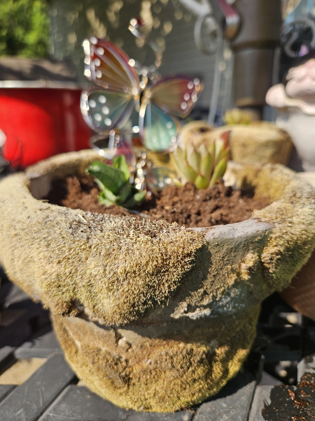 Assorted Decorative Planters with Succulents - photo 2