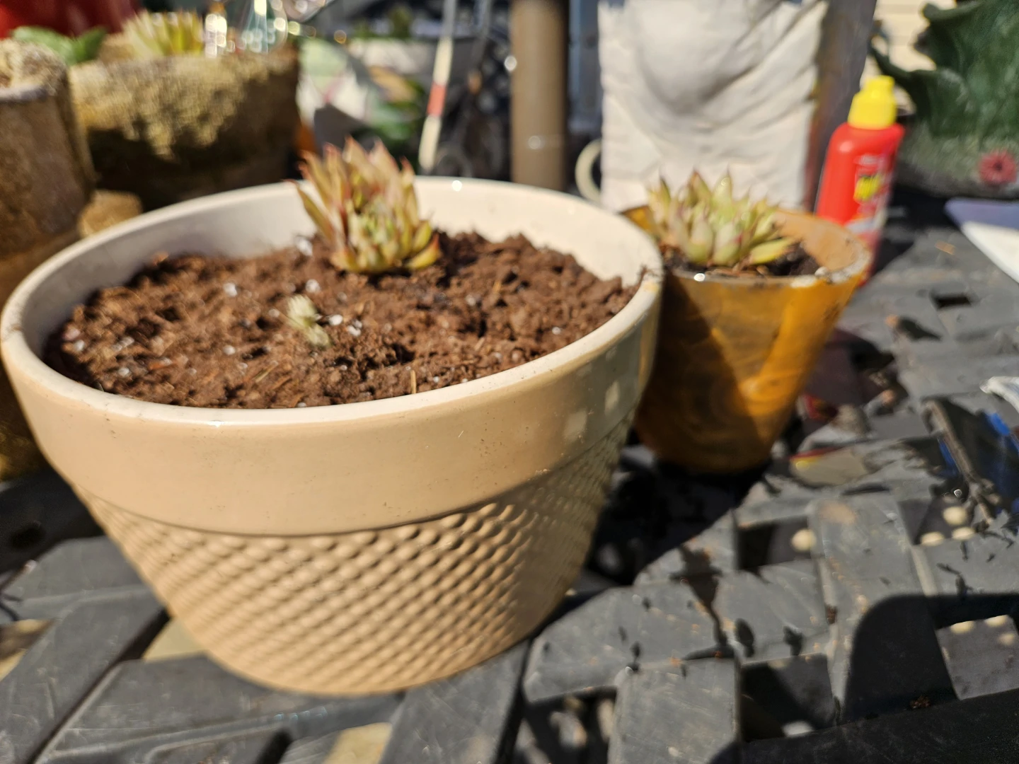 Assorted Decorative Planters with Succulents - photo 3
