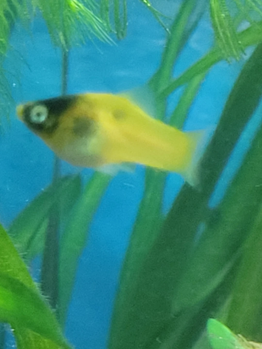 Assorted platys