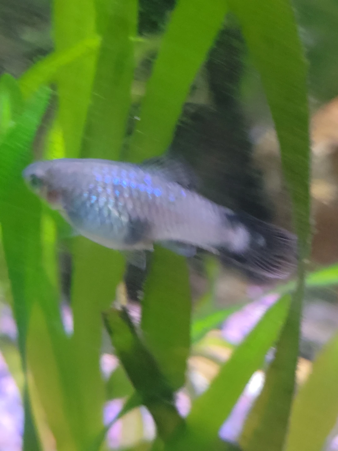 Assorted platys - photo 2