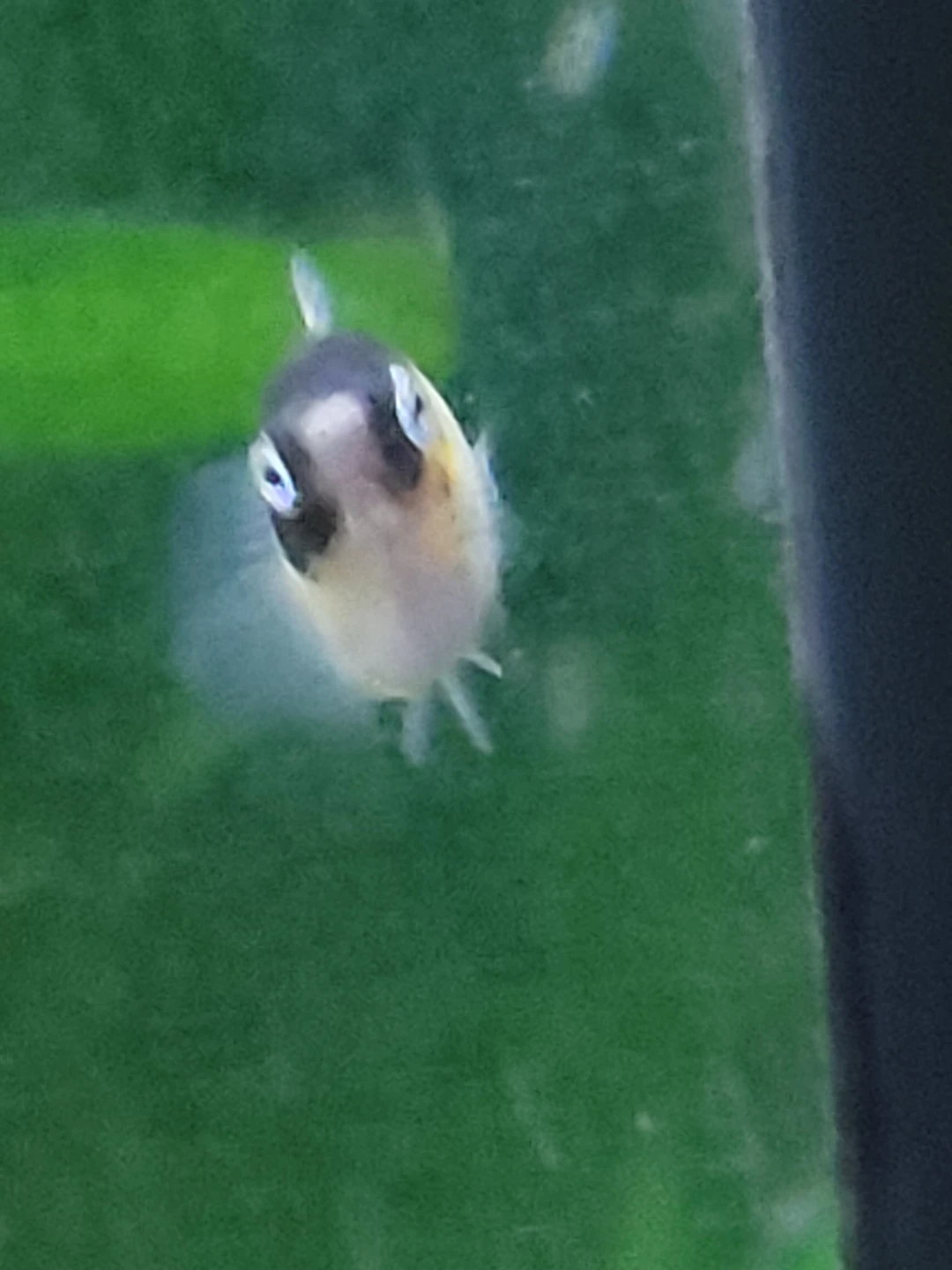 Assorted platys - photo 3