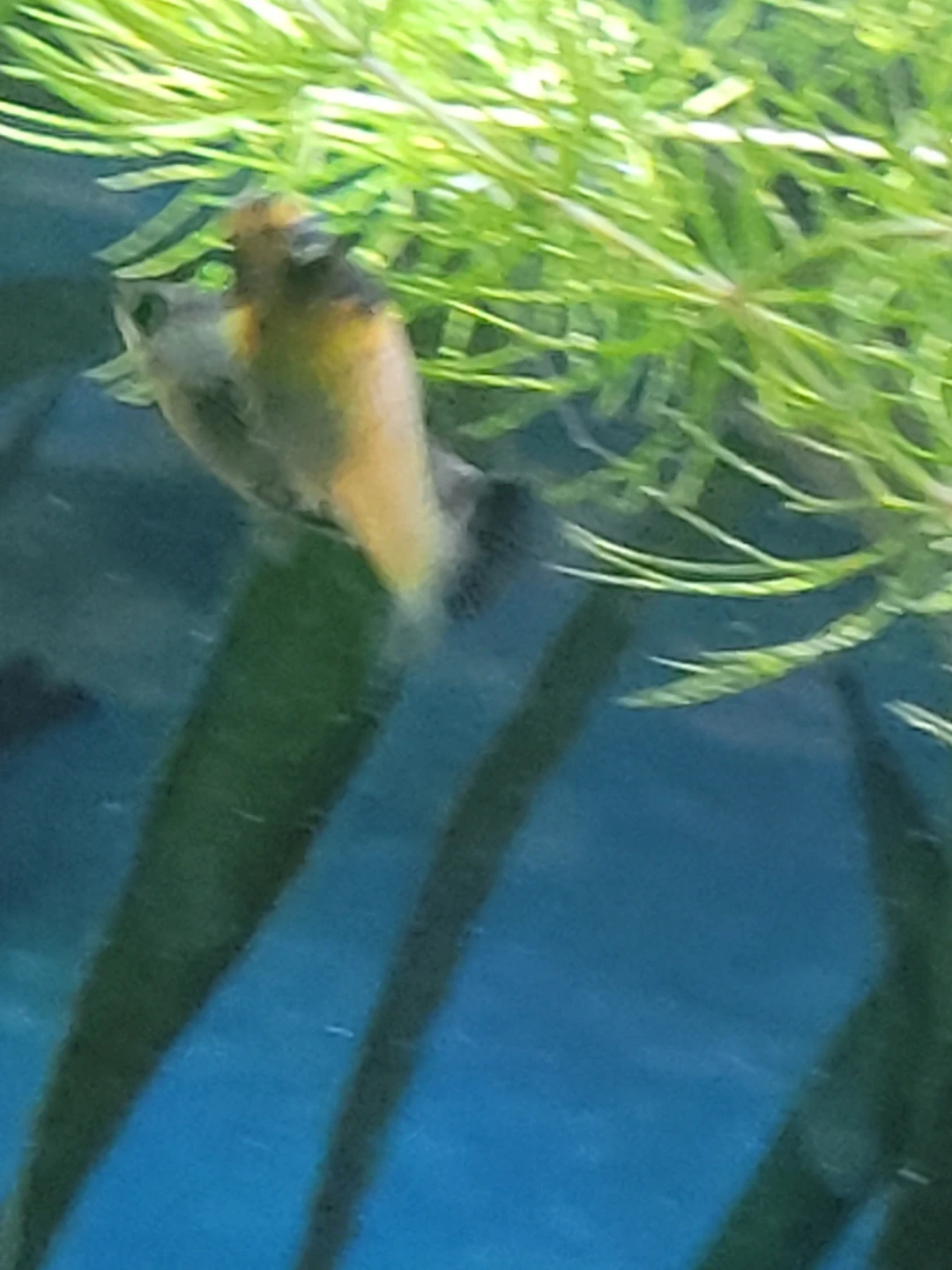 Assorted platys - photo 4
