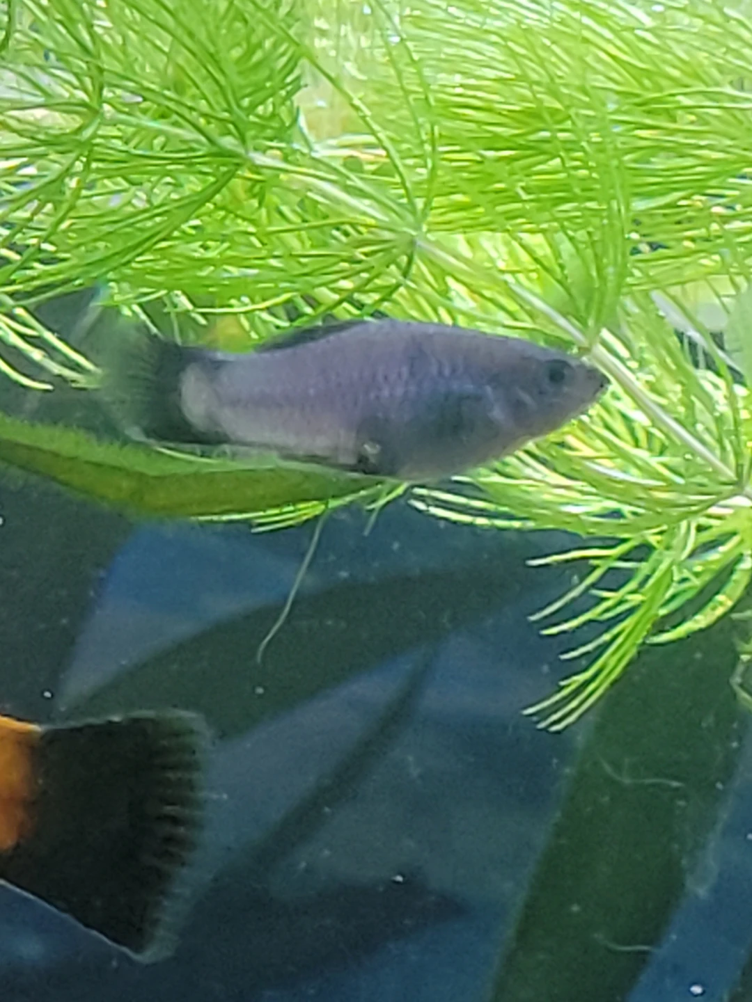 Assorted platys - photo 5