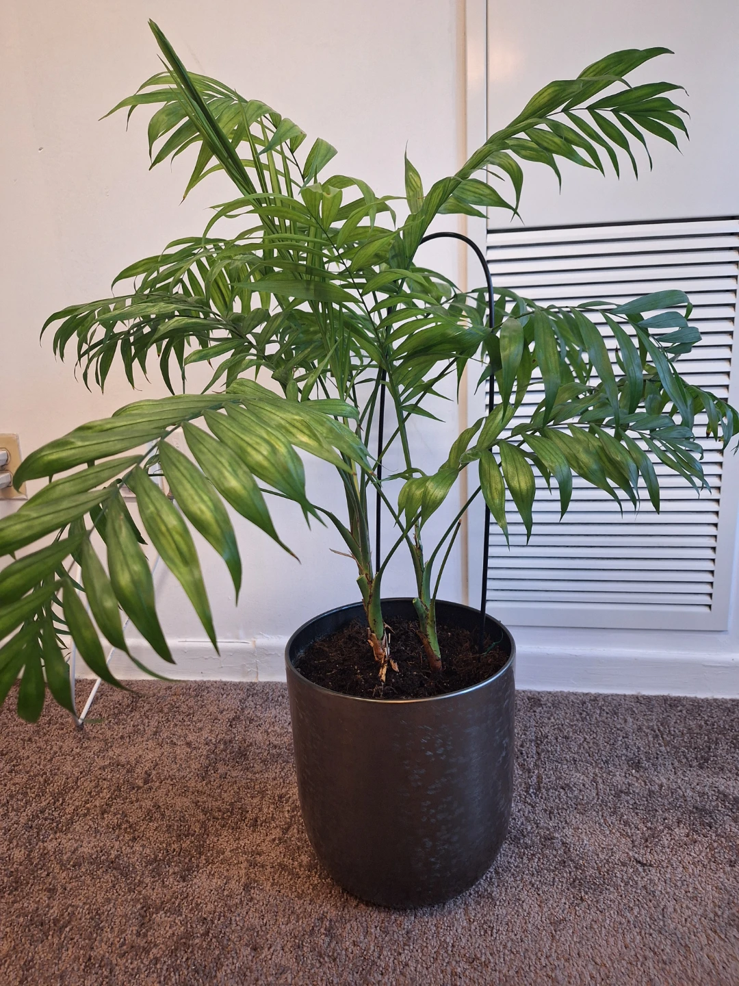Areca Palm Plant in Decorative Pot