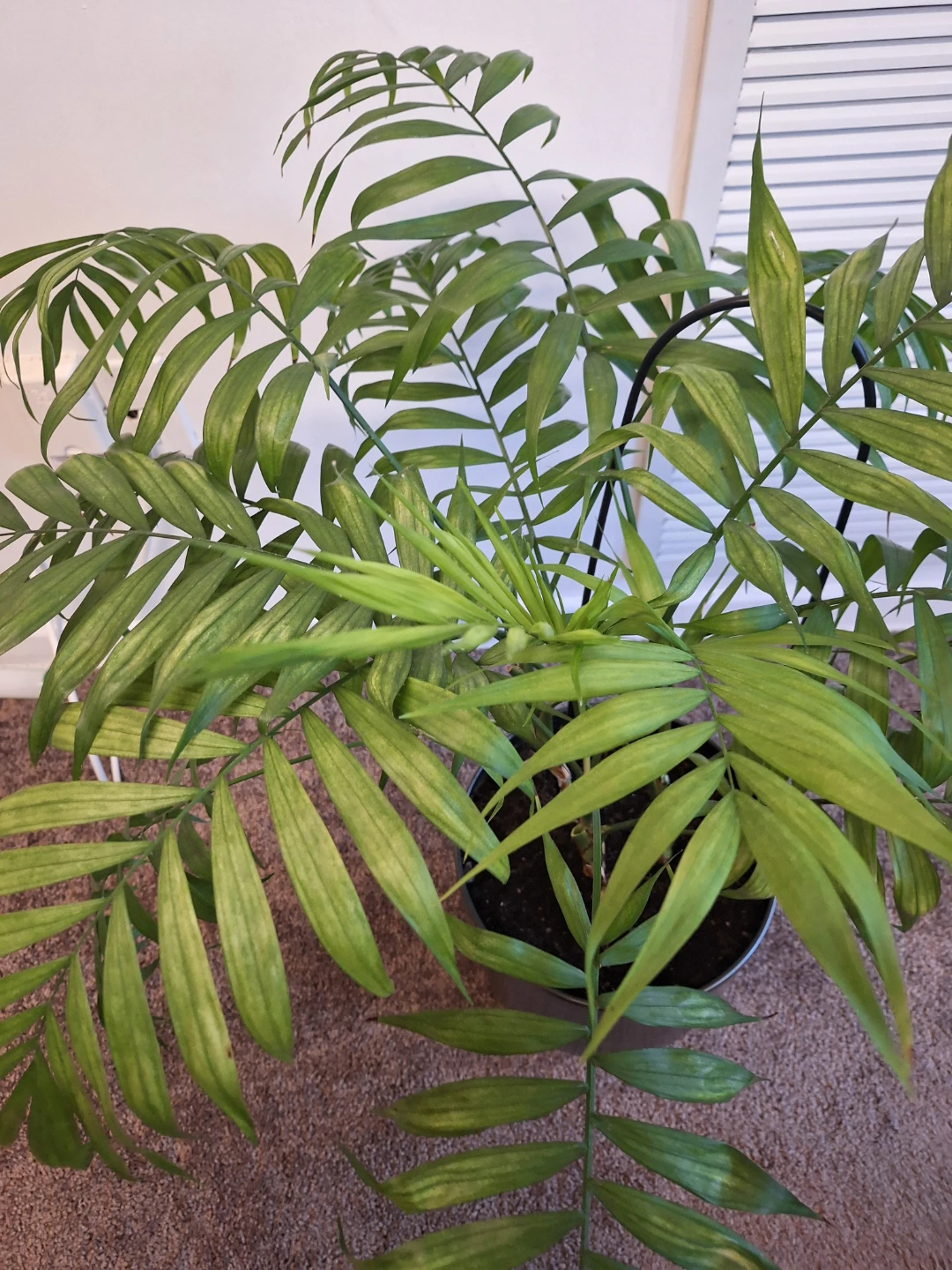 Areca Palm Plant in Decorative Pot - photo 2