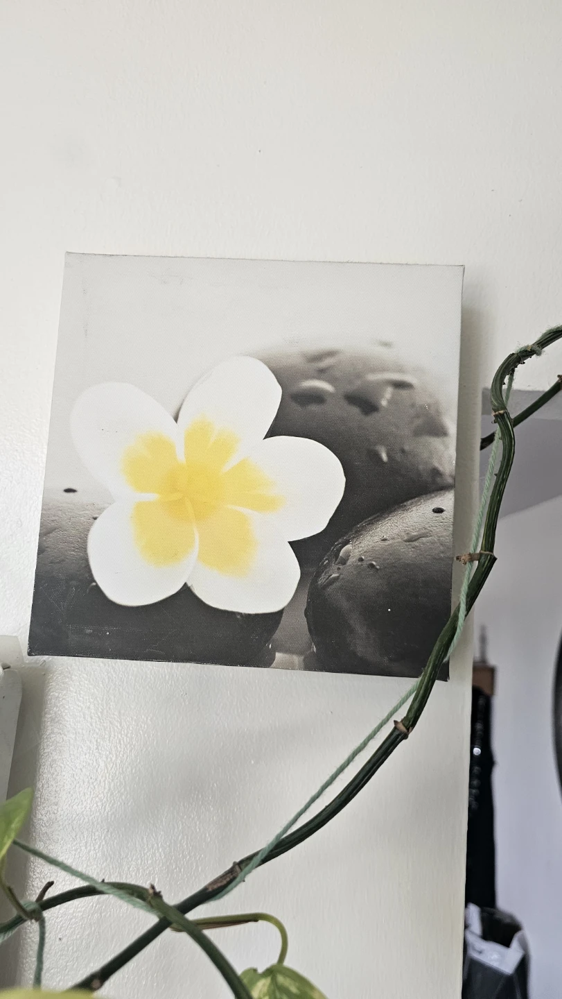Zen Stone and Flower Canvas Art Prints