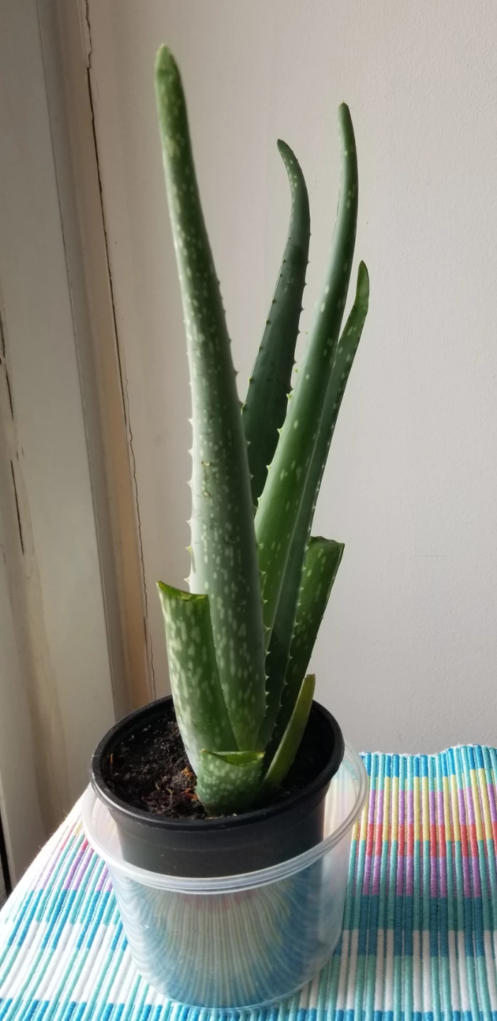 Aloe Vera Plant - photo 2