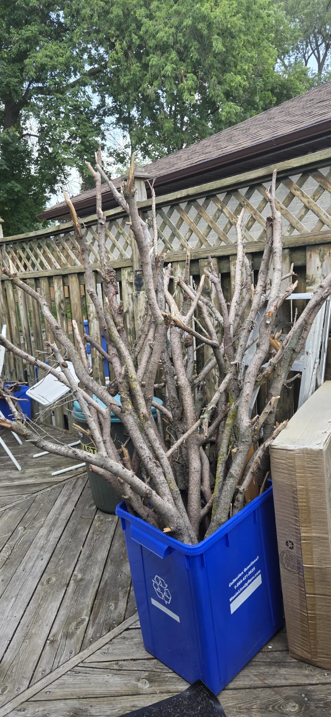 Free fire wood.