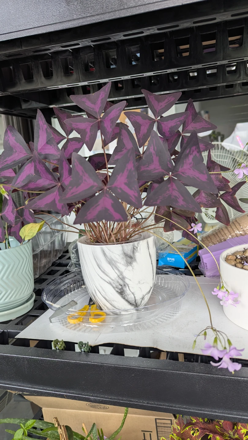 Purple Oxalis Plant