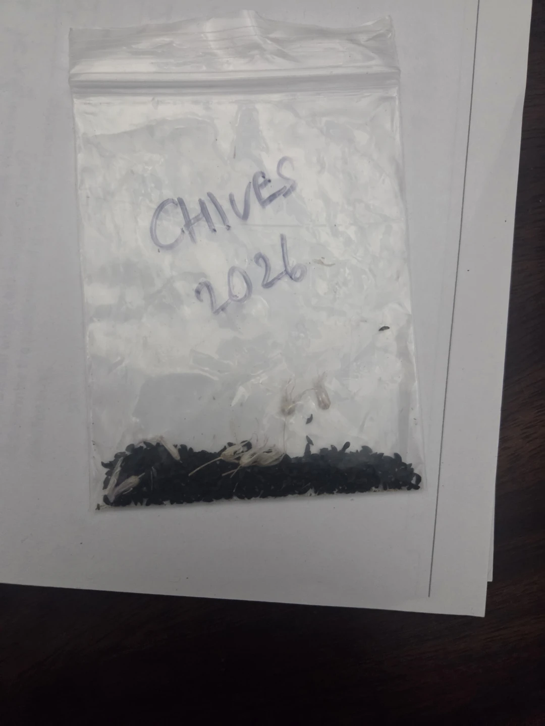 Chives seeds - harvested fresh - 2026 - photo 3