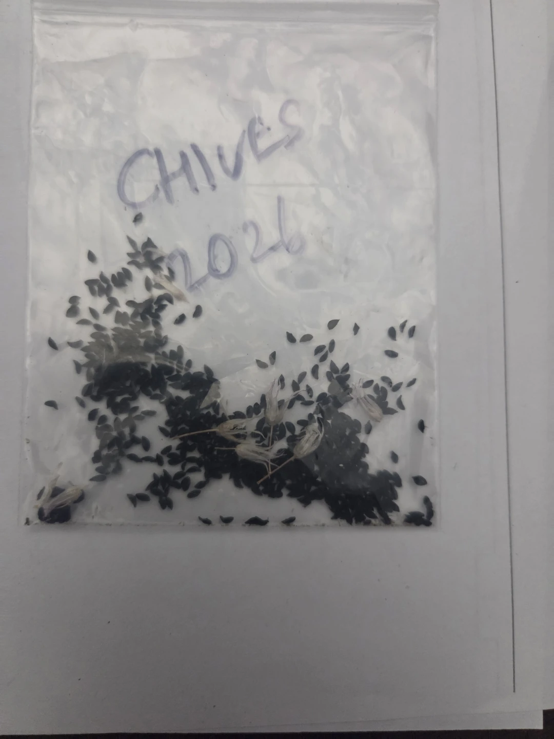 Chives seeds - harvested fresh - 2026