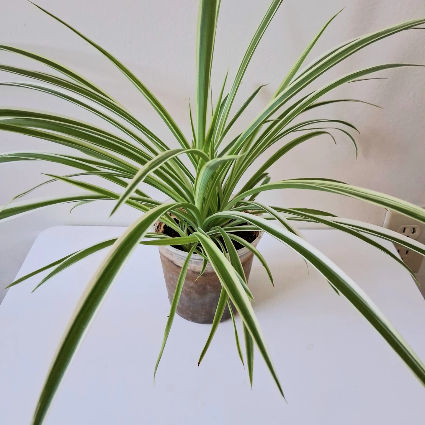 🌱 Spider Plant 🌻