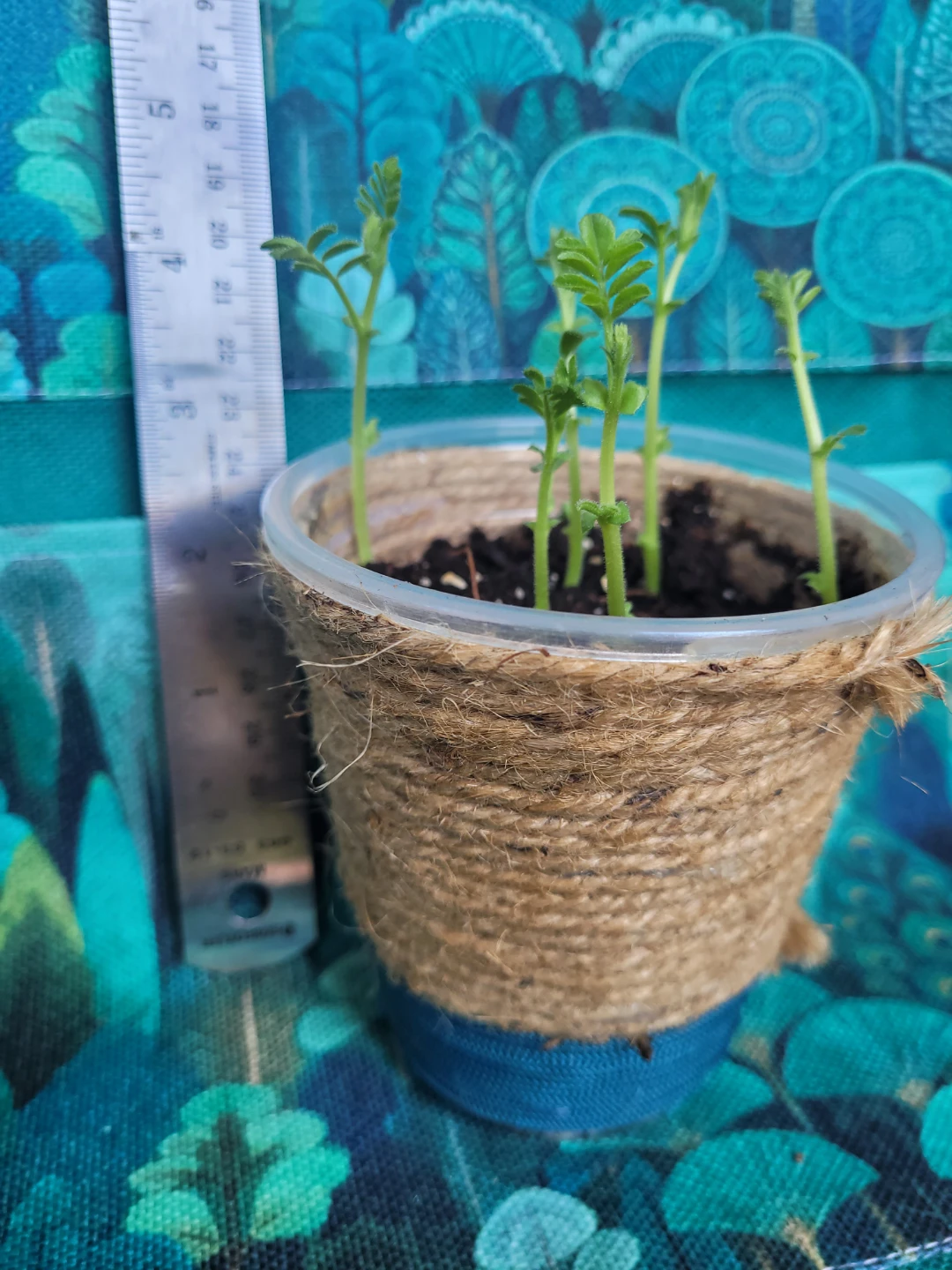 Chickpea Sprouts in Pot