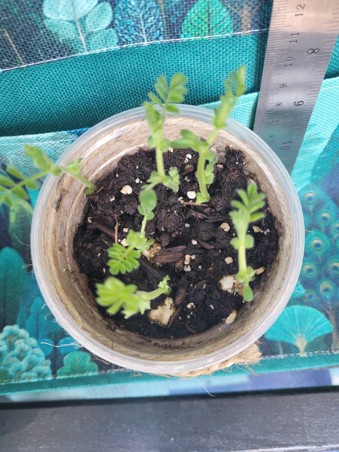 Chickpea Sprouts in Pot - photo 3