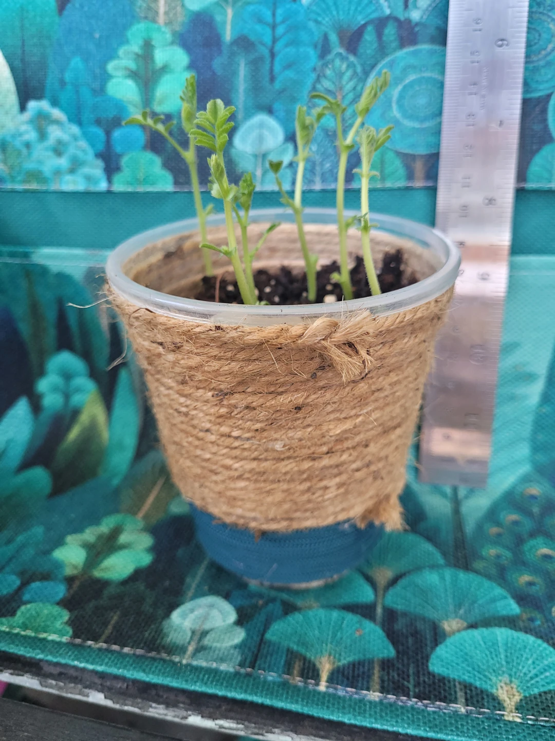 Chickpea Sprouts in Pot - photo 4