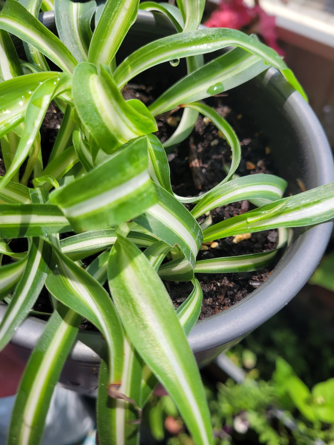 Spider Plant in Pot - photo 3