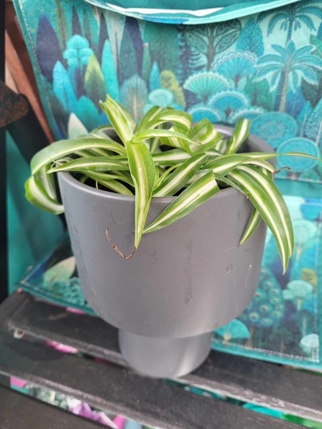 Spider Plant in Pot - photo 5