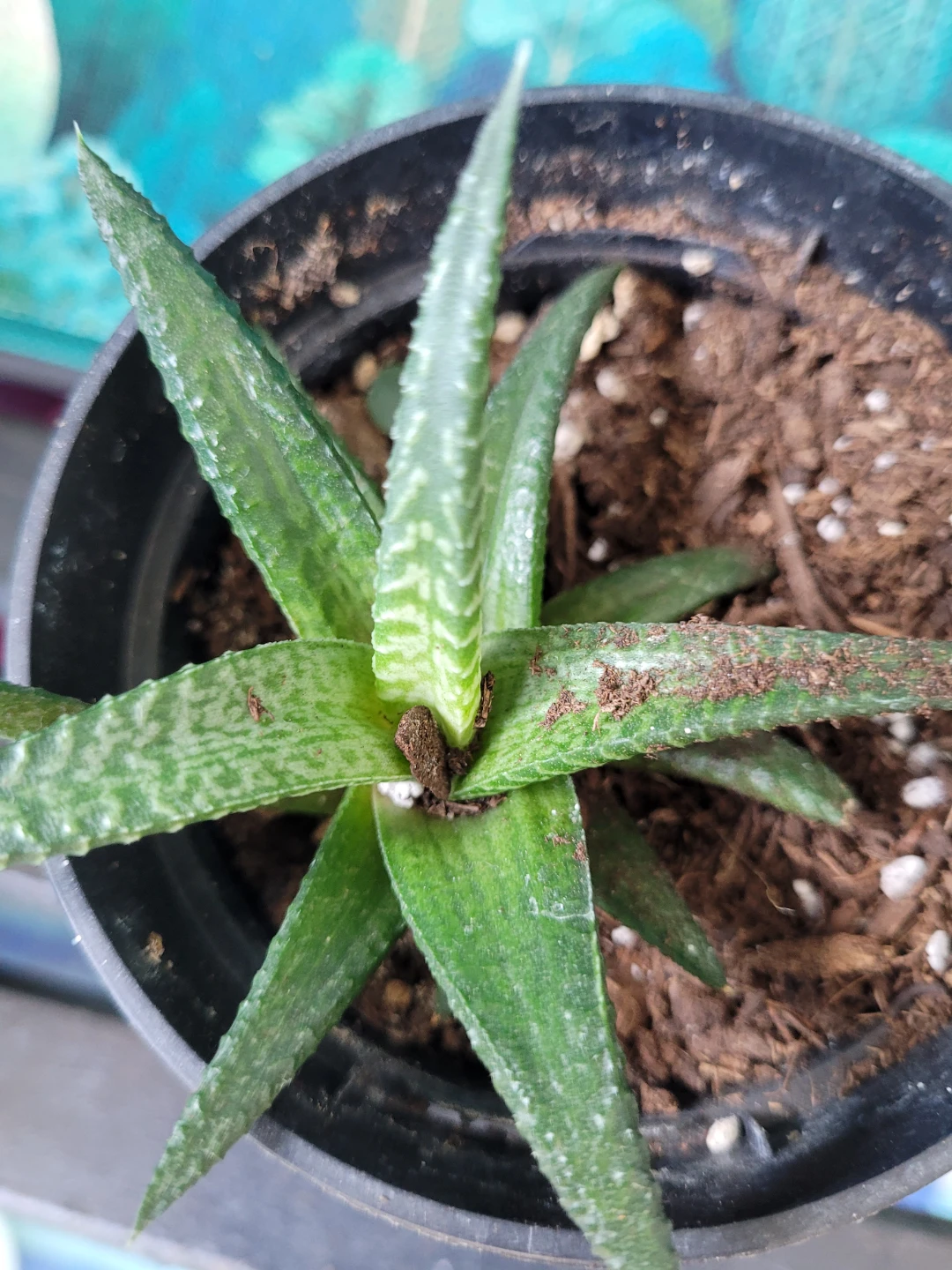 Succulent Plant in Black Pot