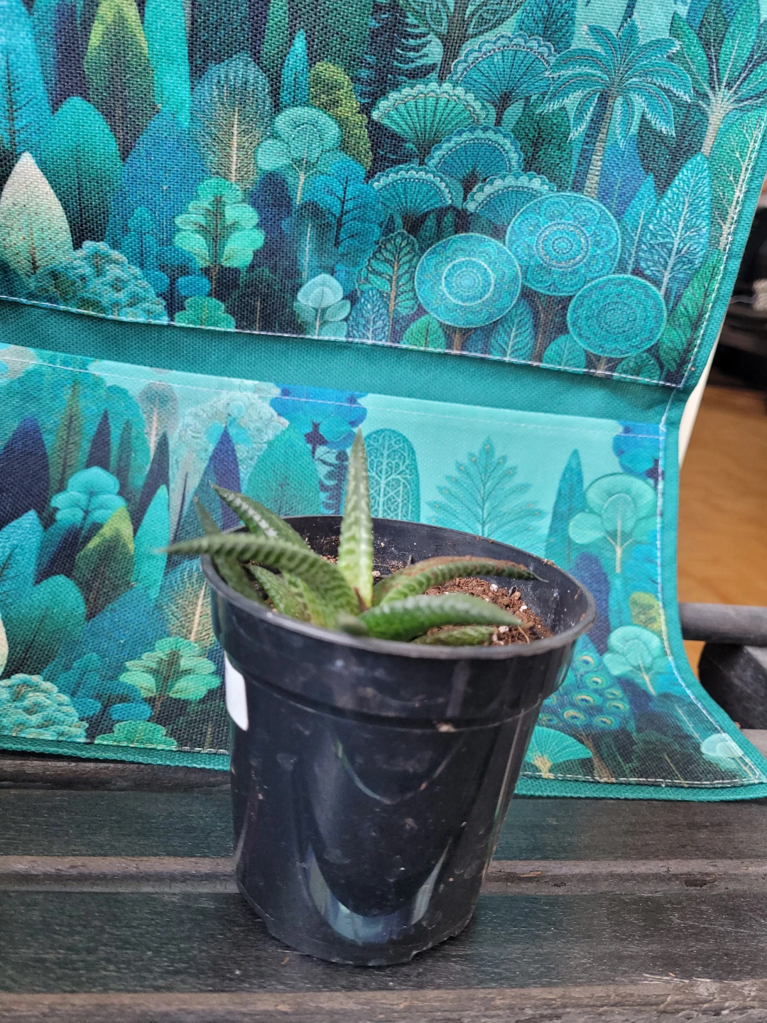 Succulent Plant in Black Pot - photo 2