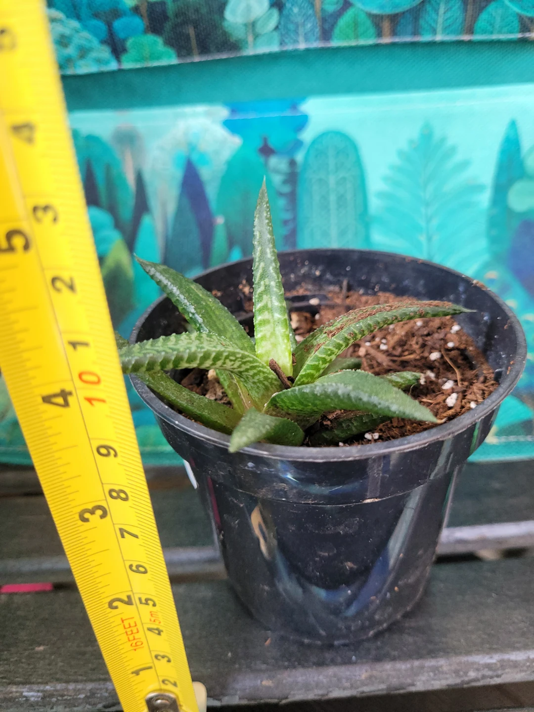Succulent Plant in Black Pot - photo 3