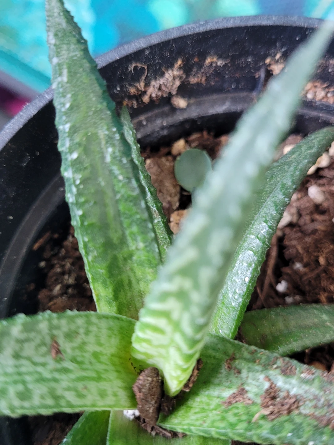 Succulent Plant in Black Pot - photo 4