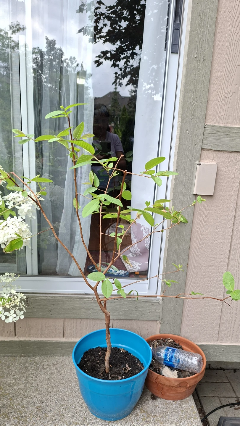 Guava Tree in Blue Pot
