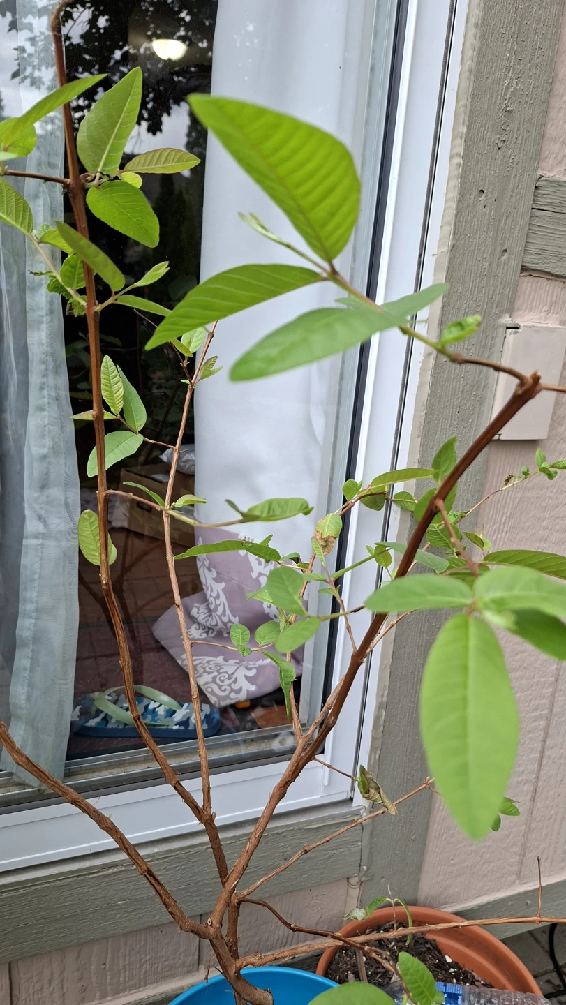 Guava Tree in Blue Pot - photo 2