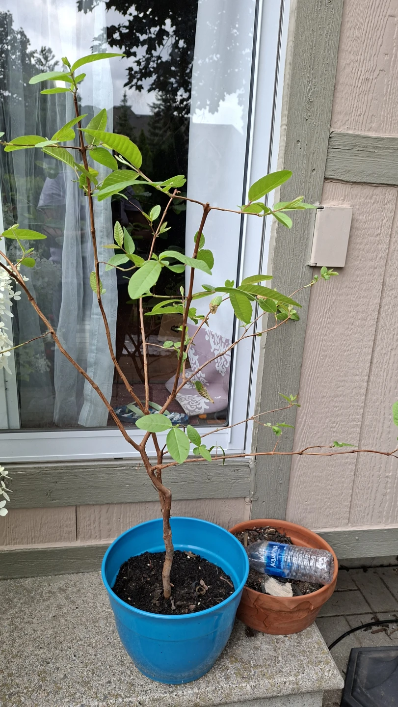 Guava Tree in Blue Pot - photo 3